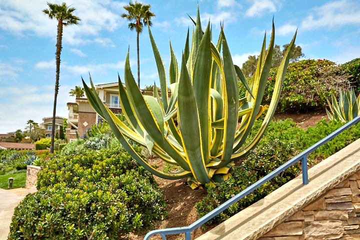 Agave drought-tolerant plant